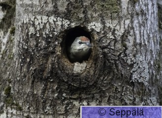 harmaapäätikka_poikanen_Kuru260717_iso2.jpg