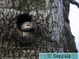 harmaapäätikka_poikanen_Kuru260717_iso3.jpg
