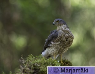 Varpushaukka-6.jpg