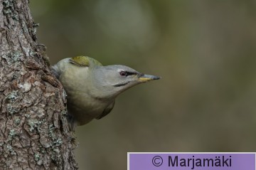 Harmaapäätikka-51,4-2-1.jpg