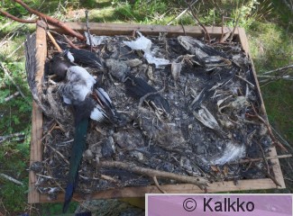 haarahaukka .jpg