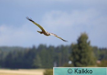 ruskosuohaukka 391.jpg