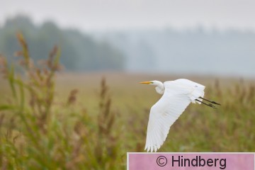 Ardalb22082026_EH.jpg