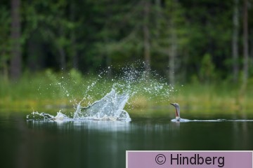 Gavste13072026_EH.jpg