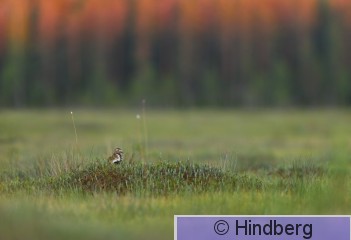Pluapr08072026_EH.jpg