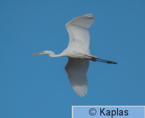 Egralb_020_26.jpg
