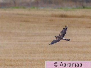20261002-SR6_3306.jpg