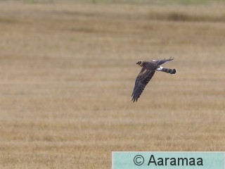 20261002-SR6_3308.jpg