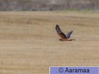 20261002-SR6_3319.jpg