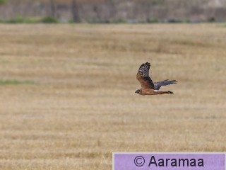 20261002-SR6_3329.jpg