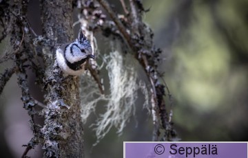 töyhtötiainen_Ikaalinen220522_iso4.jpg