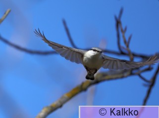 pähkinänakkeli 254.jpg