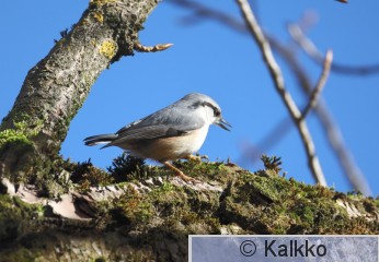 pähkinänakkeli 259.jpg