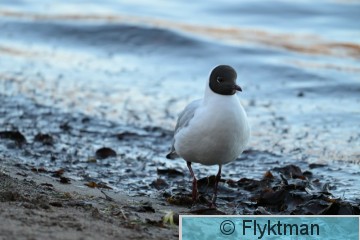 DSC_0443.JPG