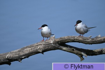 DSC_1861.JPG