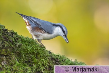 Pähkinänakkeli-157-3.jpg