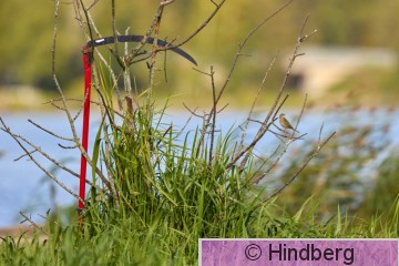 Antcer03092026_EH.jpg