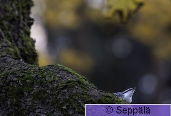 pähkinänakkeli_Tampere262025_iso2.jpg