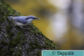 pähkinänakkeli_Tampere262025_iso4.jpg