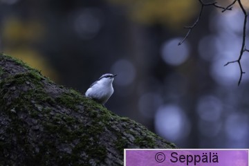 pähkinänakkeli_Tampere262025_iso7.jpg