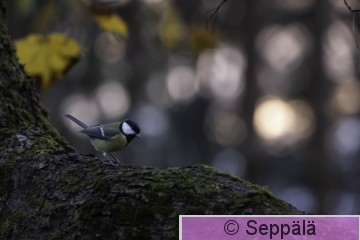 talitiainen_Tampere261025_iso.jpg