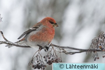 Taviokuurna koiras16_Reijo Lähteenmäki.jpg