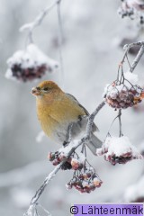 Taviokuurna naaraspukuinen6_Reijo Lähteenmäki.jpg