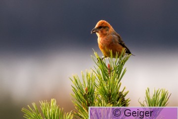 IMG_0604.jpg
