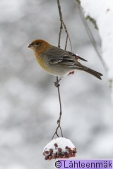 Taviokuurna naaraspukuinen9_Reijo Lähteenmäki.jpg