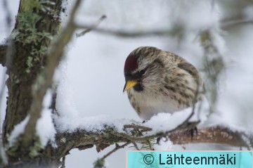 Urpiainen6_Reijo Lähteenmäki.jpg