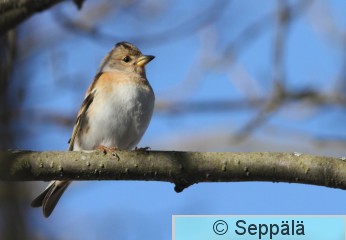 järripeippo_naaras_Tampere110410_iso.jpg