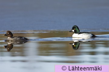 00013 Telkkä_koiras ja naaras 31032007 Hämeekyrö Mihari Lemmakkalanjärvi.jpg