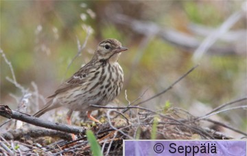 metsäkirvinen_Kuru110625_iso1.jpg