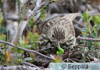 metsäkirvinen_Kuru110625_iso2.jpg