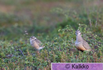 keräkurmitsa 041.jpg