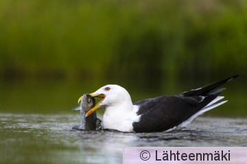 Selkälokki27_Reijo Lähteenmäki.jpg