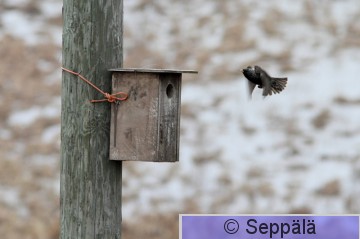 kottarainen_Hämeenkyrö100411_iso.jpg