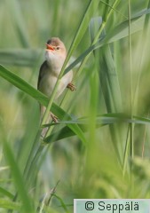 luhtakerttunen_Helsinki130615_iso1B.jpg