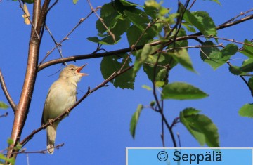 luhtakerttunen_Helsinki130615_iso2.jpg