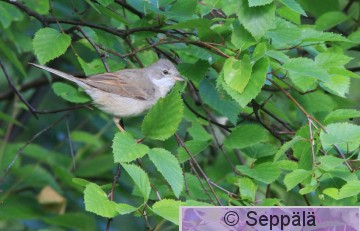 pensaskerttu_Helsinki130615_iso1.jpg