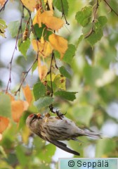 urpiainen_Helsinki131002_iso1.jpg