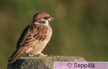 pikkuvarpunen_Helsinki130904_iso.jpg