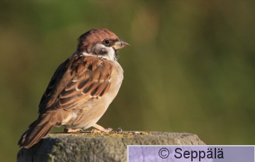 pikkuvarpunen_Helsinki130904_iso.jpg