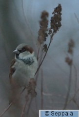 varpunen_Tampere140106_iso2B.jpg