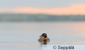 harkalintu_Tampere130513_iso5.jpg