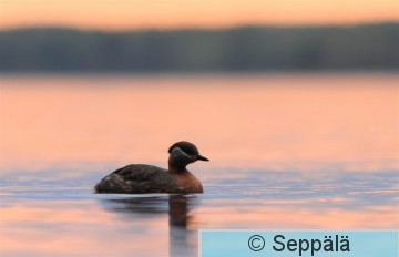 harkalintu_Tampere130513_iso10.jpg