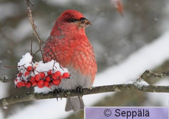 taviokuurna_Tampere121202_iso3B.jpg