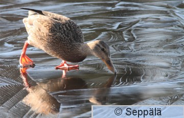 sinisorsa_Tampere120318_iso1C.jpg