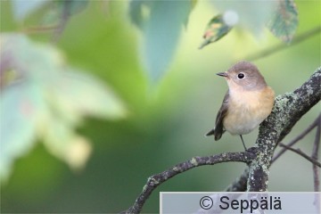 pikkusieppo_Helsinki100914_iso1.jpg