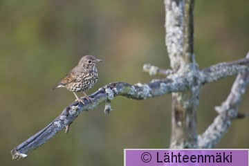 000002 Laulurastas_18092011_Kokemäki Puurijärvi.jpg